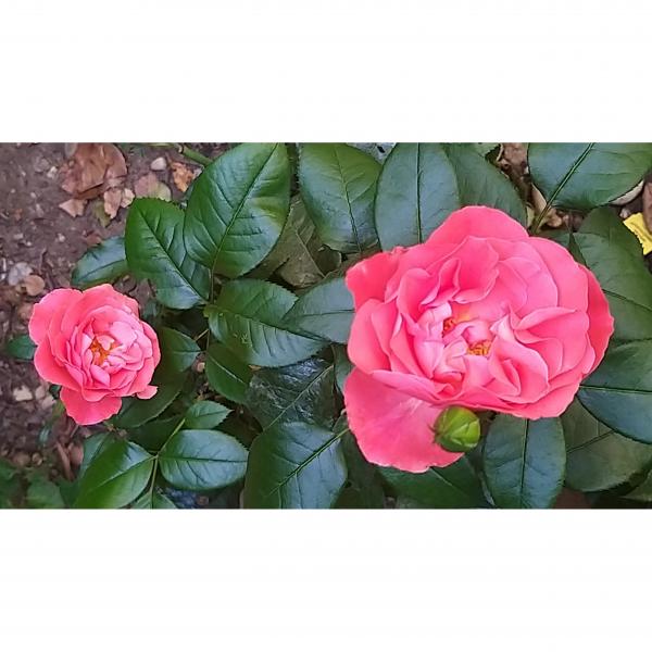 Rosier A Grandes Fleurs Special Anniversary Fleurs Tres Doubles Rose Magenta Tres Parfumees