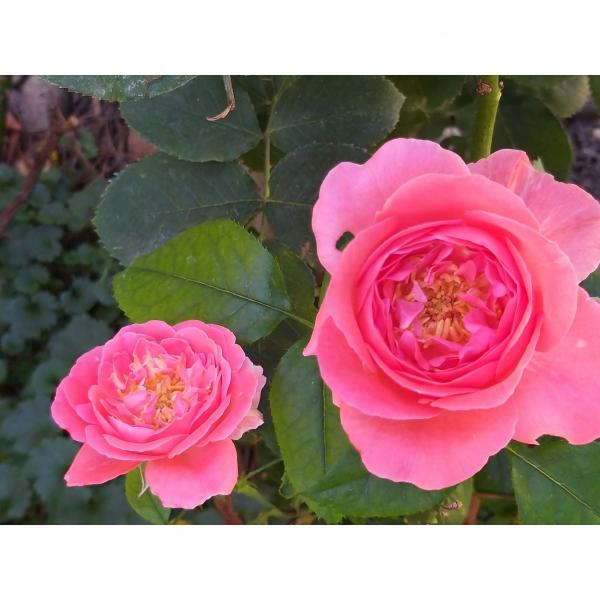 Rosier A Grandes Fleurs Special Anniversary Fleurs Tres Doubles Rose Magenta Tres Parfumees Rosier A Grandes Fleurs Special Anniversary Fleurs Tres Doubles Rose Magenta Tres Parfumees
