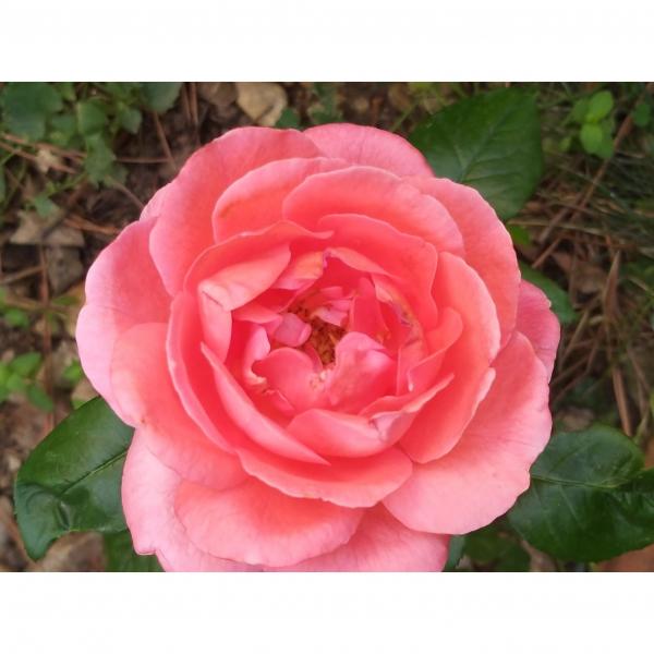 Rosier A Grandes Fleurs Special Anniversary Fleurs Tres Doubles Rose Magenta Tres Parfumees Rosier A Grandes Fleurs Special Anniversary Fleurs Tres Doubles Rose Magenta Tres Parfumees