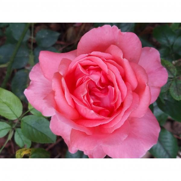 Rosier A Grandes Fleurs Special Anniversary Fleurs Tres Doubles Rose Magenta Tres Parfumees Rosier A Grandes Fleurs Special Anniversary Fleurs Tres Doubles Rose Magenta Tres Parfumees