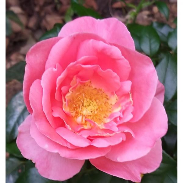 Rosier A Grandes Fleurs Special Anniversary Fleurs Tres Doubles Rose Magenta Tres Parfumees