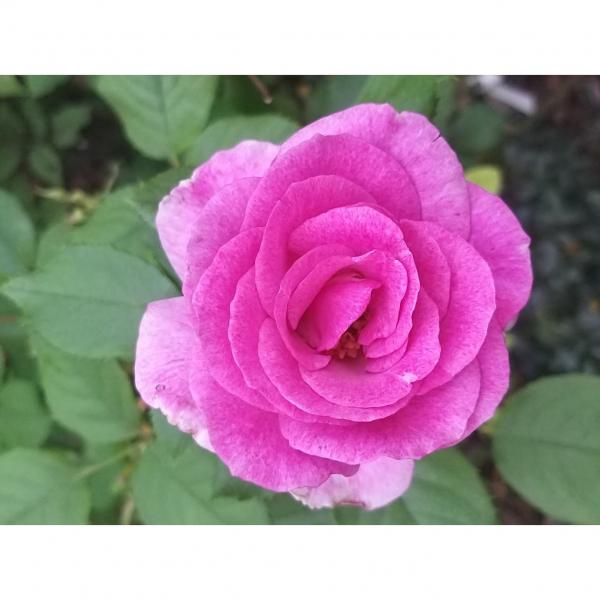 Rosier à grandes fleurs Violette Parfumée - Fleurs violet-rose à mauve, au  parfum puissant..