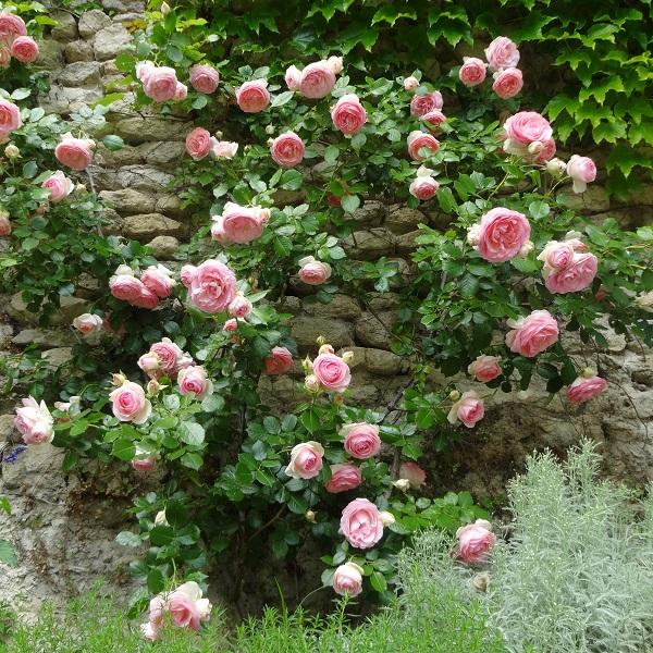 Rosa Pierre de Ronsard - Rosier grimpant à grosse fleur très double rose,  remontant.