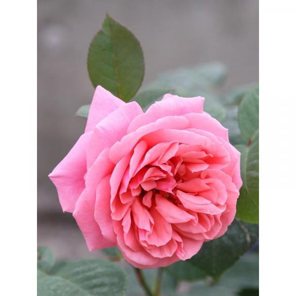 Rosa Line Renaud Meiclusif Rosier Buisson Proche De La Perfection Grandes Fleurs Rose Indien Parfum Puissant A Note Fruitee
