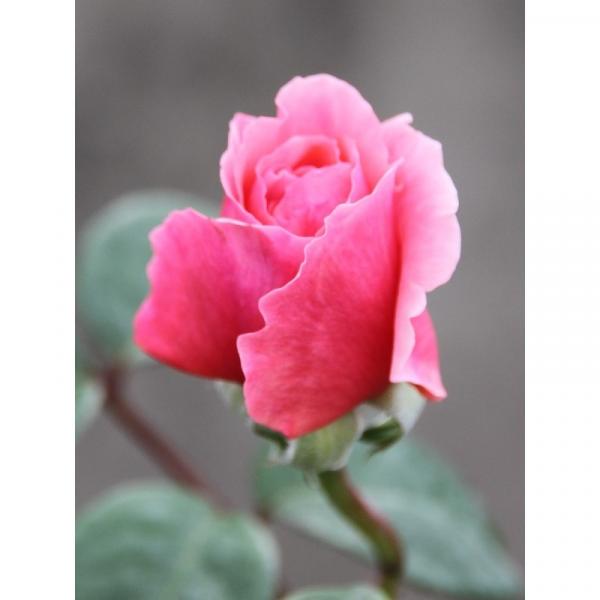 Rosa Line Renaud Meiclusif Rosier Buisson Proche De La Perfection Grandes Fleurs Rose Indien Parfum Puissant A Note Fruitee