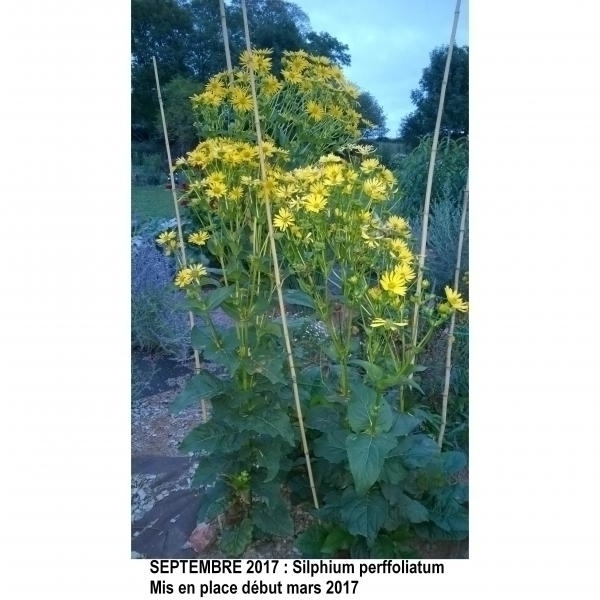 Silphium perfoliatum - Une vivace immense à fleurs de marguerite jaune d'or
