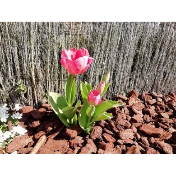 Belle Rose Fleurs de printemps Van Eijk Darwin Tulipes x 30 ampoules
