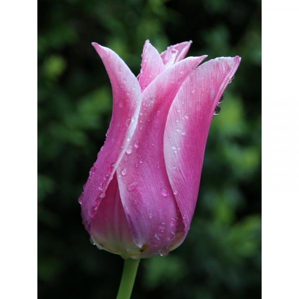 Tulipe fleur de Lys Ballade - Bulbe - D'élégantes fleurs magenta à liseré  blanc