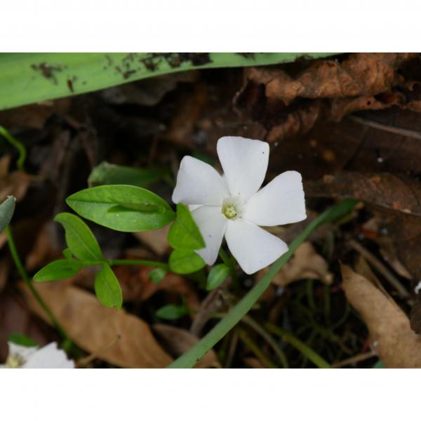 Vinca major Alba - Grande Pervenche couvre sol à fleurs blanches