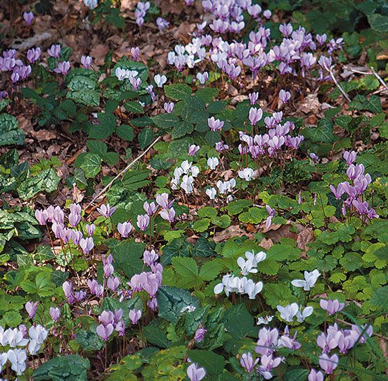 bulbe à fleurs en 4 lettres