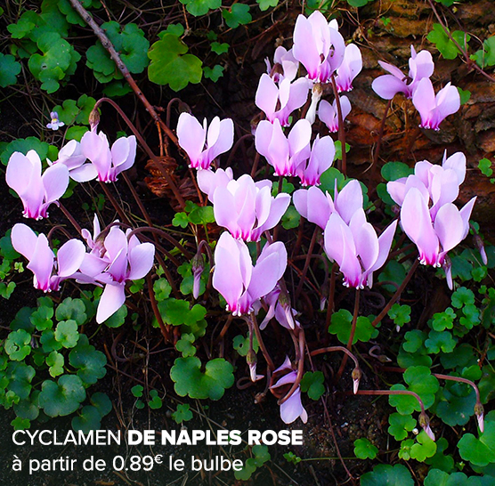 bulbe à fleurs en 4 lettres