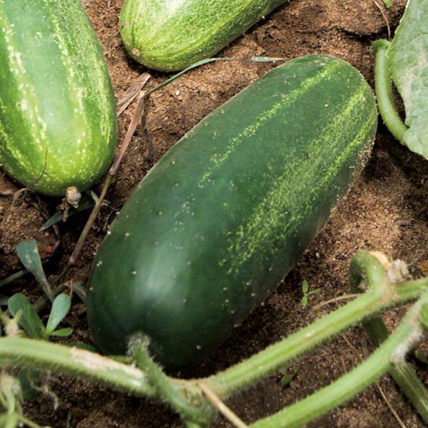 Réussir la culture des et cornichons