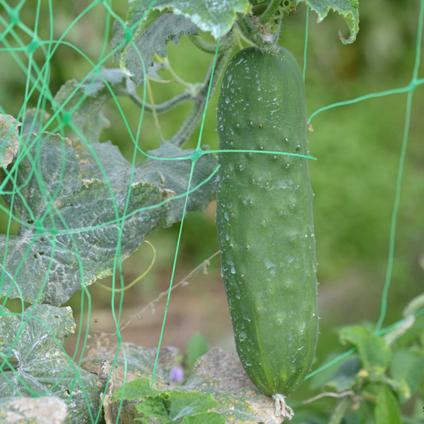 Réussir la culture des et cornichons