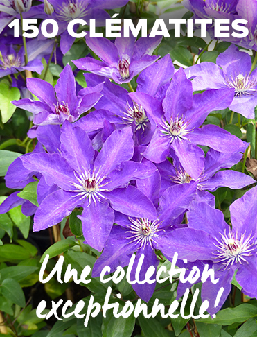 plante-grimpante-cl-matite-et-rosier-grimpant-pour-votre-jardin