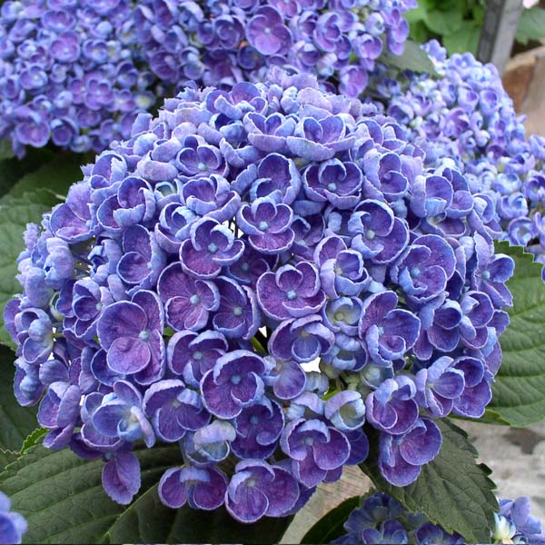 Ou planter les hortensias Ou planter les hortensias