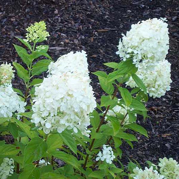 ou planter les hortensias