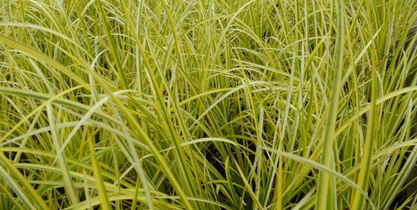 roseau aromatique 5 lettres