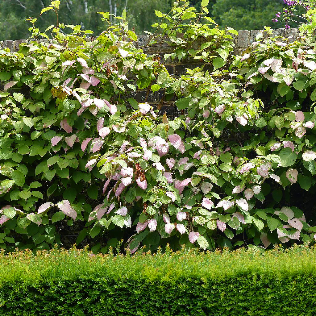 Actinidia - kiwis d'ornement