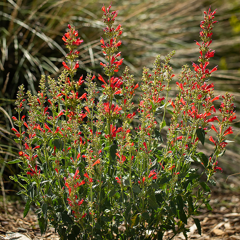 Agastaches rouges