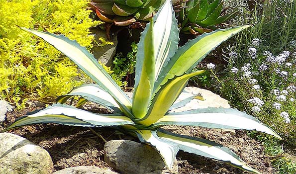 plantes du mexique 6 lettres