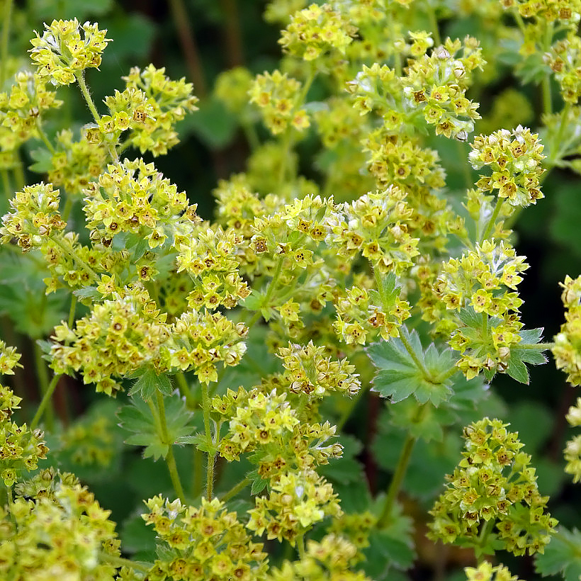 Alchemilla mollis (alchemille, porte-rosée) - Acheter sur