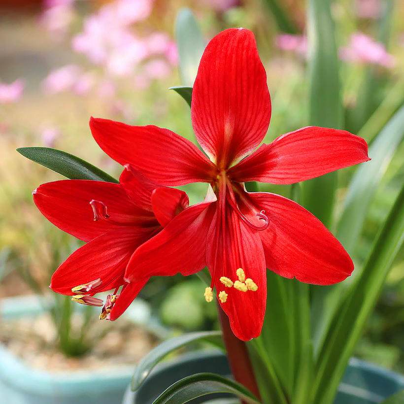 Amaryllis et Crinums