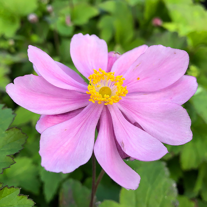 Anemone du Japon - Découvrez prés de 30 variétés, vendues en ligne