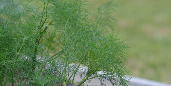 arbuste aromatique 7 lettres
