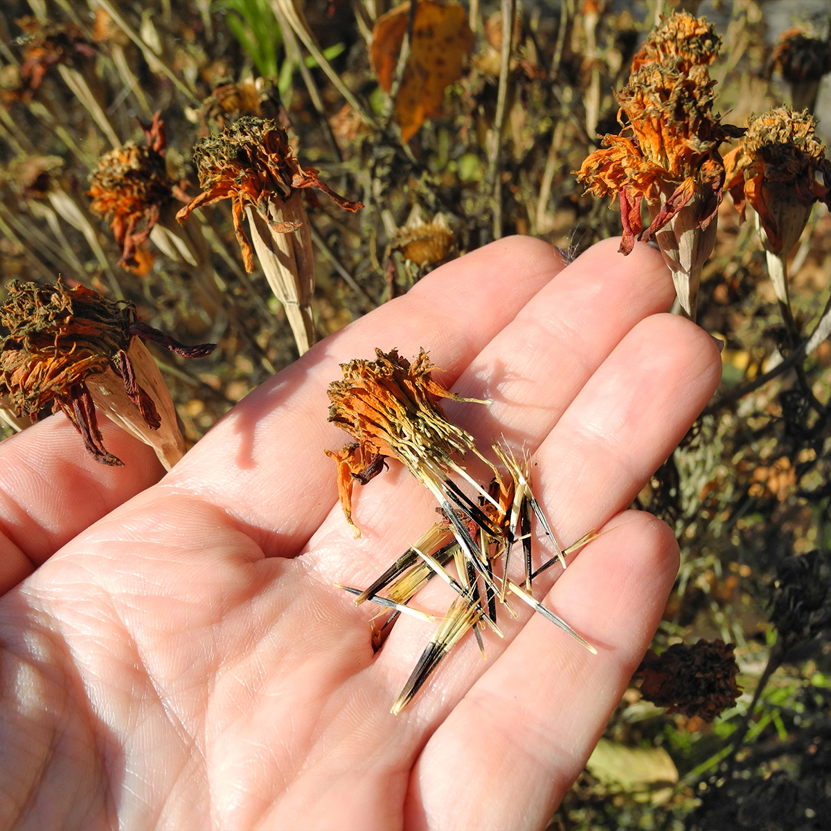Dried marigold flower heads and mature marigold seeds
