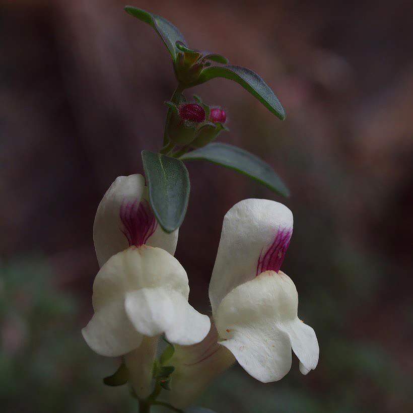 Antirrhinum - Mufliers