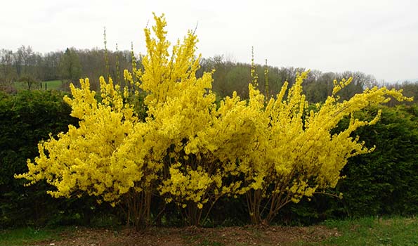 arbuste jaune