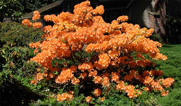 arbustes à fleurs arbustes 224 fleurs orange a commander en ligne arbustes à fleurs arbustes 224 fleurs orange a commander en ligne