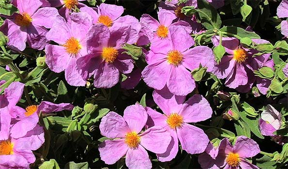 Arbustes à Fleurs Roses 250 Variétés à Commander En Ligne
