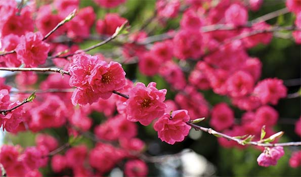 arbustes à fleurs arbustes 224 fleurs rouges 100 vari 233 t 233 s vendues en ligne arbustes à fleurs arbustes 224 fleurs rouges 100 vari 233 t 233 s vendues en ligne