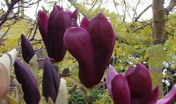 Arbustes à Fleurs Violettes Mauves Ou Pourpres Plus De 50