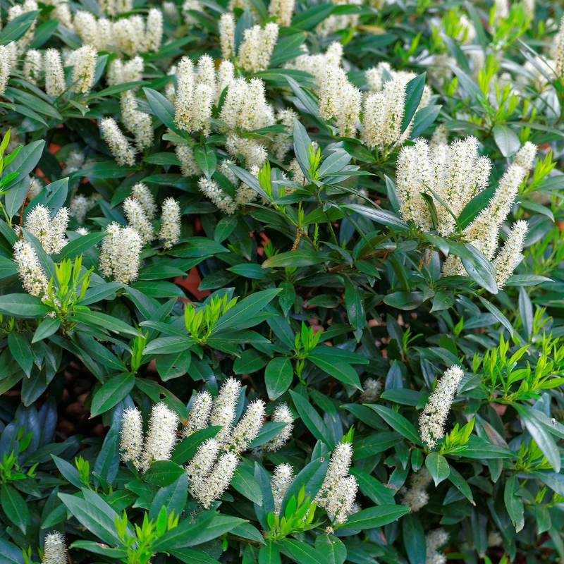 Arbustes de sol humide