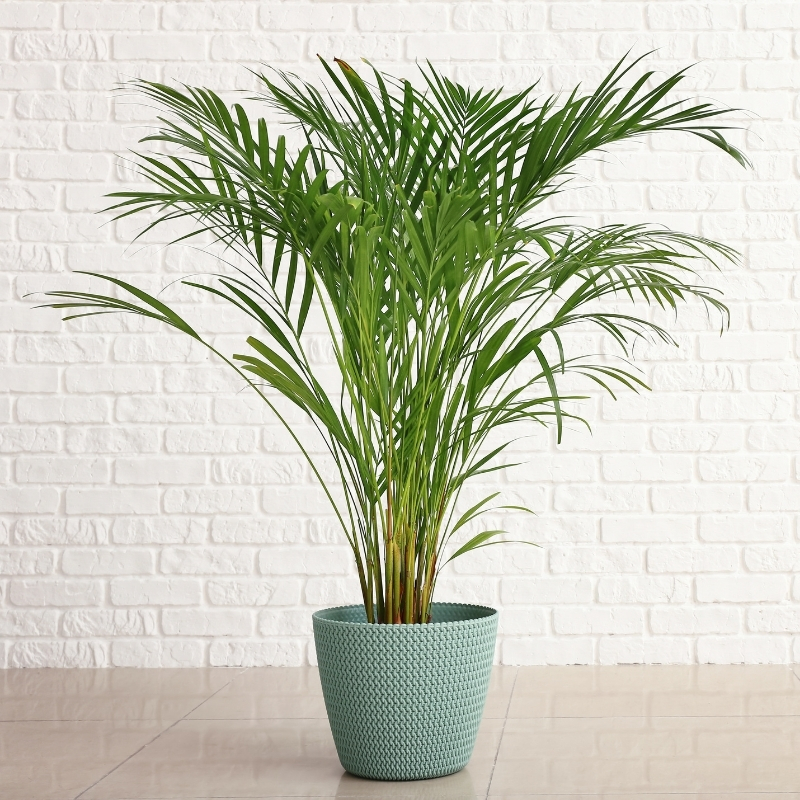 Areca - Palmier