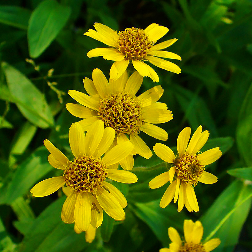 Arnica 