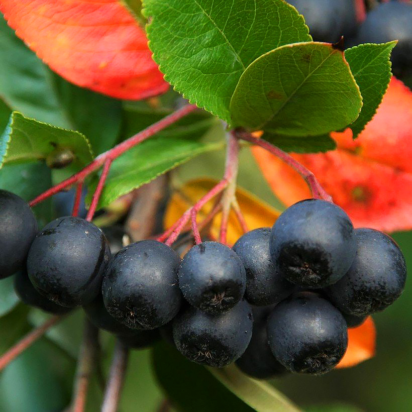 Aronia 