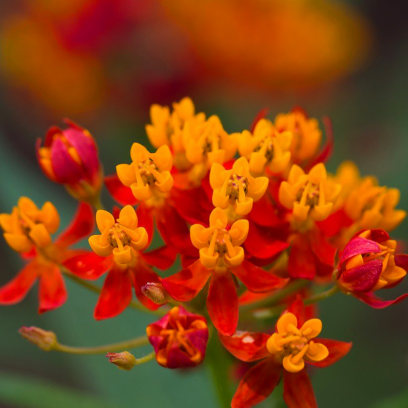 Asclepias