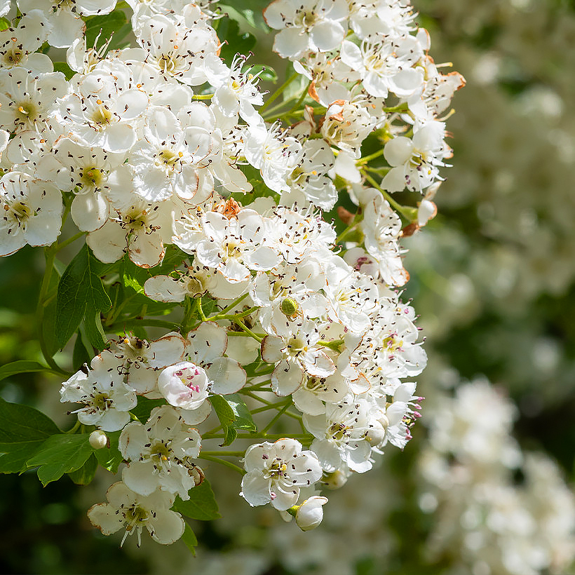 Aubépine (Crataegus)