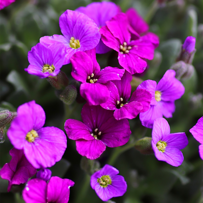 Aubriètes