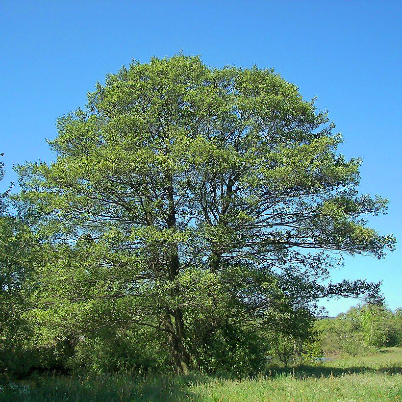Aulnes - Alnus