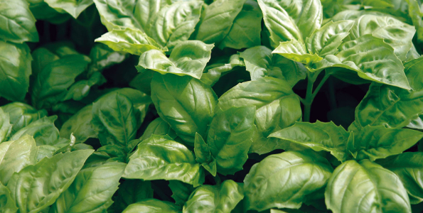 plante aromatique en 4 lettres