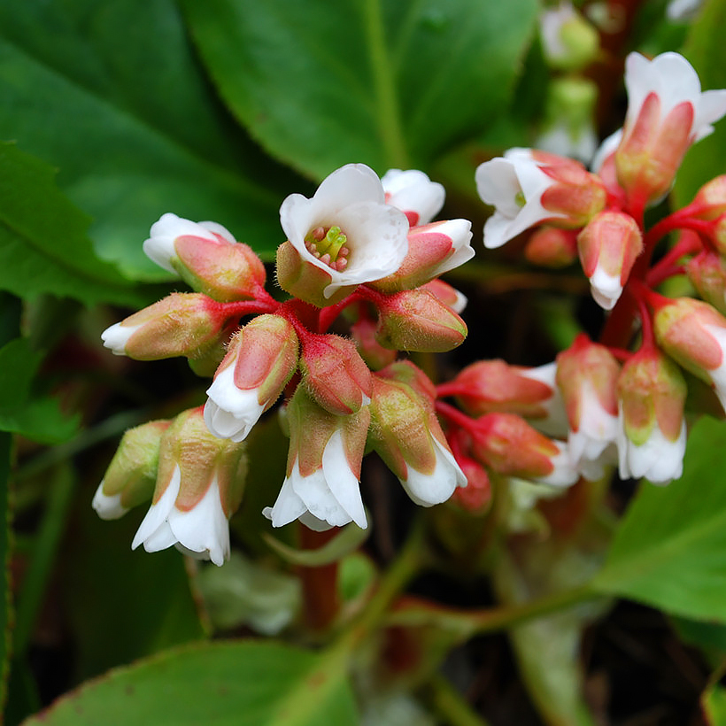 Bergenias