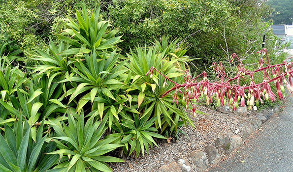 plante vivace 8 lettres