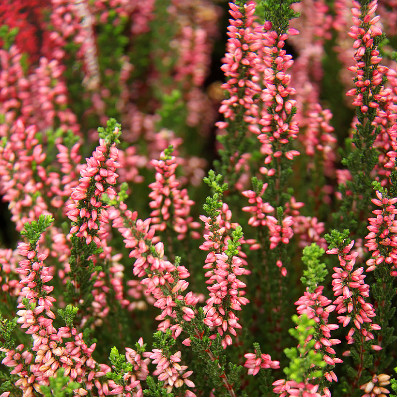 Bruyère d'été - Calluna