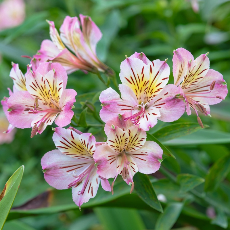 Bulbes d'été à fleurs roses