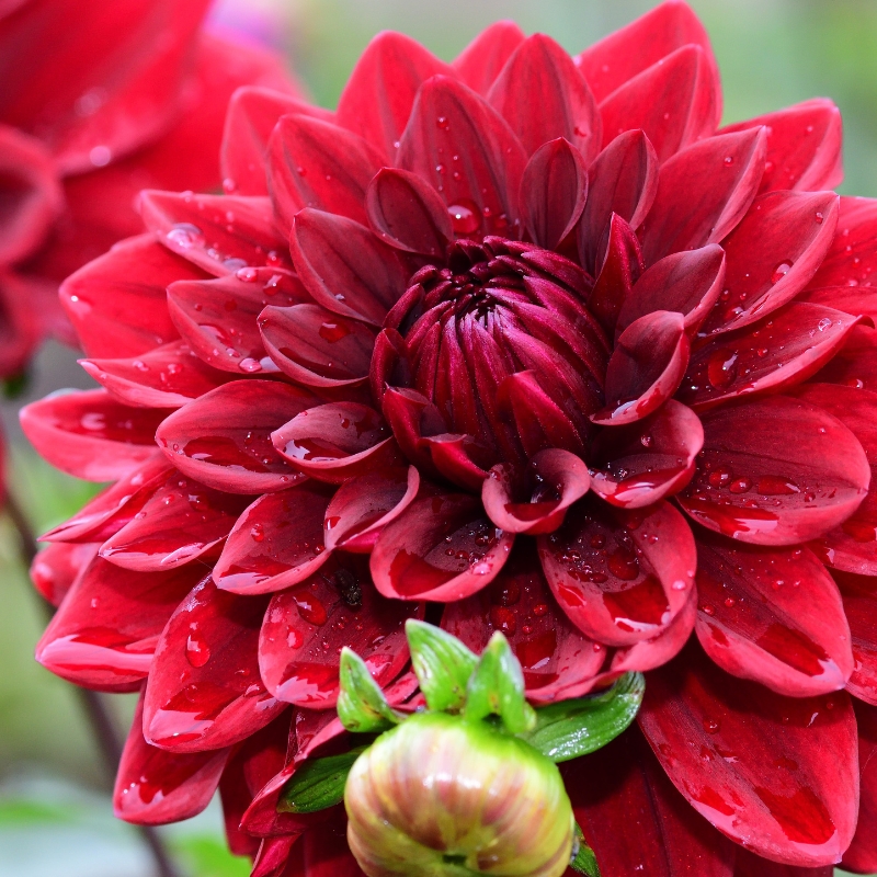 Bulbes d'été à fleurs rouges