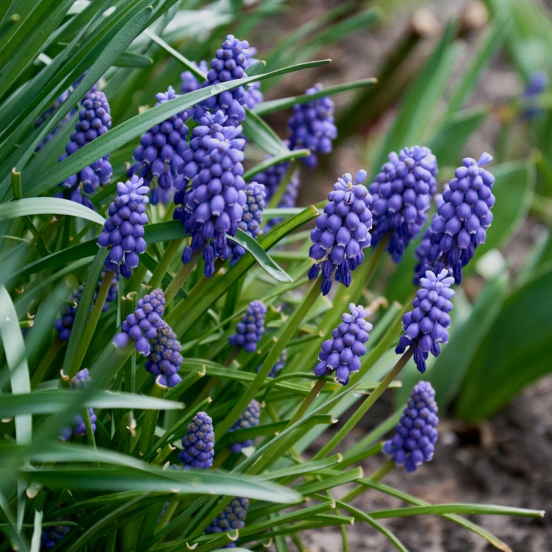 Bulbes de printemps à fleurs bleues
